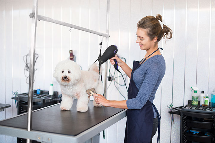 Certificate III in Animal Care Services (Pet Grooming)