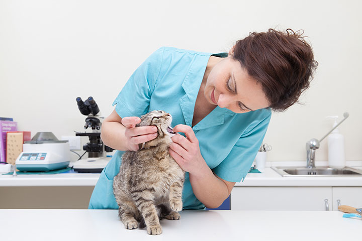Feline Veterinarian