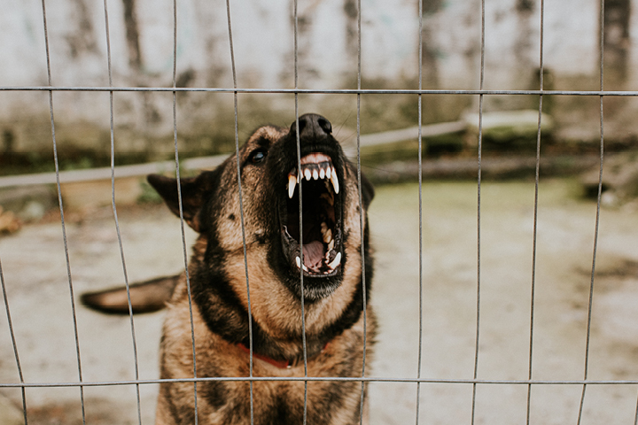 TAFE Statement in Safe handling and assessment of dangerous dogs