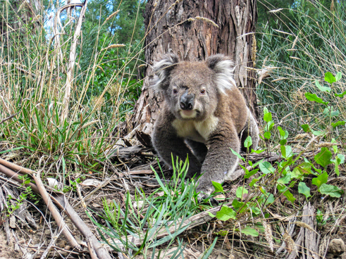 A koala at the base of a stringy bark tree in bushland.