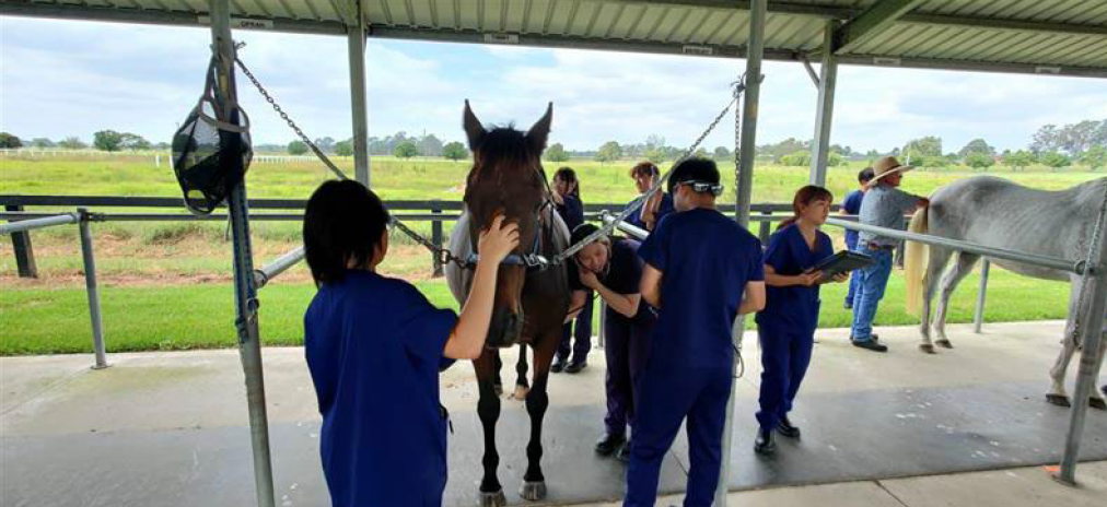 The image shows a group of people, likely veterinary or animal science students, working with horses in an outdoor, covered facility. The horses are secured with harnesses, and the individuals, dressed in blue uniforms or scrubs, are performing various tasks, such as grooming or medical checks. The setting is a large, open area with a grassy field in the background, and there are multiple horses involved in the activity.