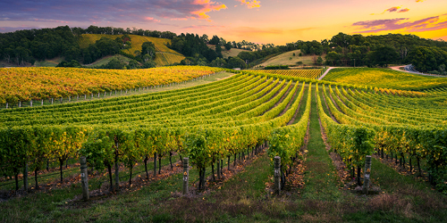 Summer sunset scene of a vineyard extending to a partly cleared hillside of trees. Running parallel to the vineyard, there is a yellow flowering crop.