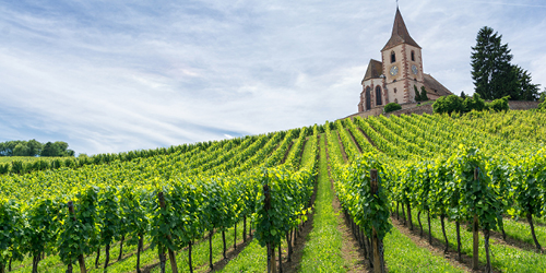 A French scene of beautifully tended lush vineyard rows under blue skies with high, wispy cloud. A villa or abbey, with pines nearby, is perched a short distance at the top of the hill. 