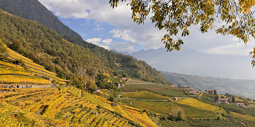 A Spanish vineyard in golden colours lies on the steep foothills of a forested mountain. There are hills and a mountain range in the distance and a leafy tree branch in the foreground, top right.