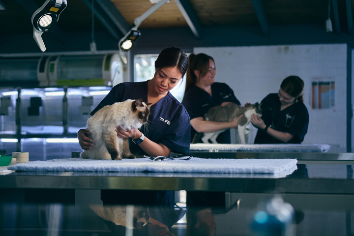 Certificate II in Animal Care