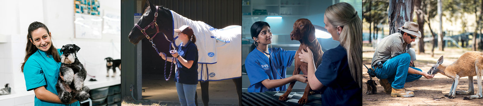 Animal Care and Horse Industry