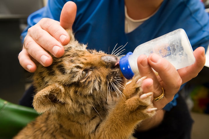 Certificate III in Wildlife and Exhibited Animal Care