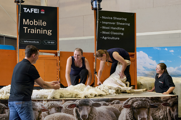 Certificate II in Shearing