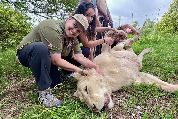 Belinda Coleman patting a lioness that is lying down. Belinda has a stethoscope around her neck. 