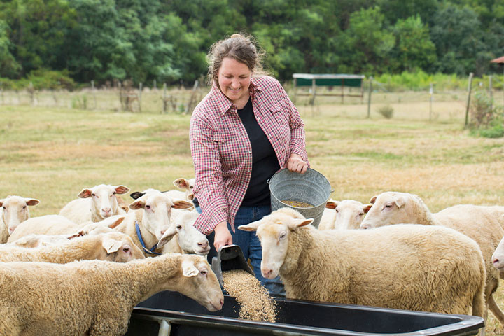 A farmer in a checkered shirt feeding sheep from a bucket into a trough in an outdoor setting. The background includes green trees, fencing, and grassy areas.