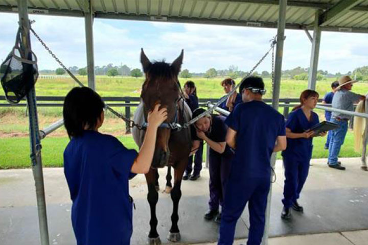 The image shows a group of people, likely veterinary or animal science students, working with horses in an outdoor, covered facility. The horses are secured with harnesses, and the individuals, dressed in blue uniforms or scrubs, are performing various tasks, such as grooming or medical checks. The setting is a large, open area with a grassy field in the background, and there are multiple horses involved in the activity.