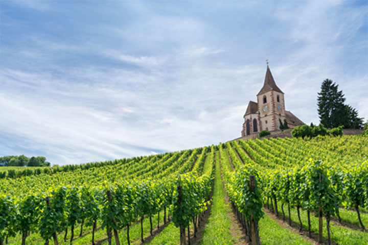 A French scene of beautifully tended lush vineyard rows under blue skies with high, wispy cloud. A villa or abbey, with pines nearby, is perched a short distance at the top of the hill.