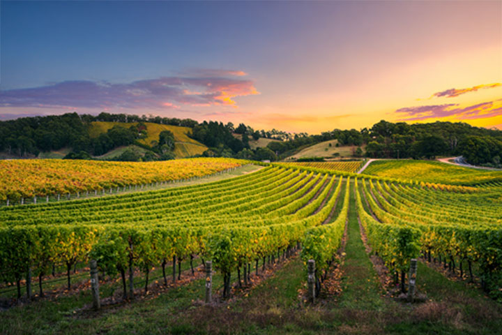 Summer sunset scene of a vineyard extending to a partly cleared hillside of trees. Running parallel to the vineyard, there is a yellow flowering crop.
